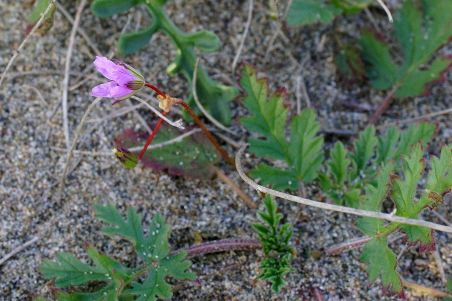 Erodium laciniatum / Becco di gr laciniato